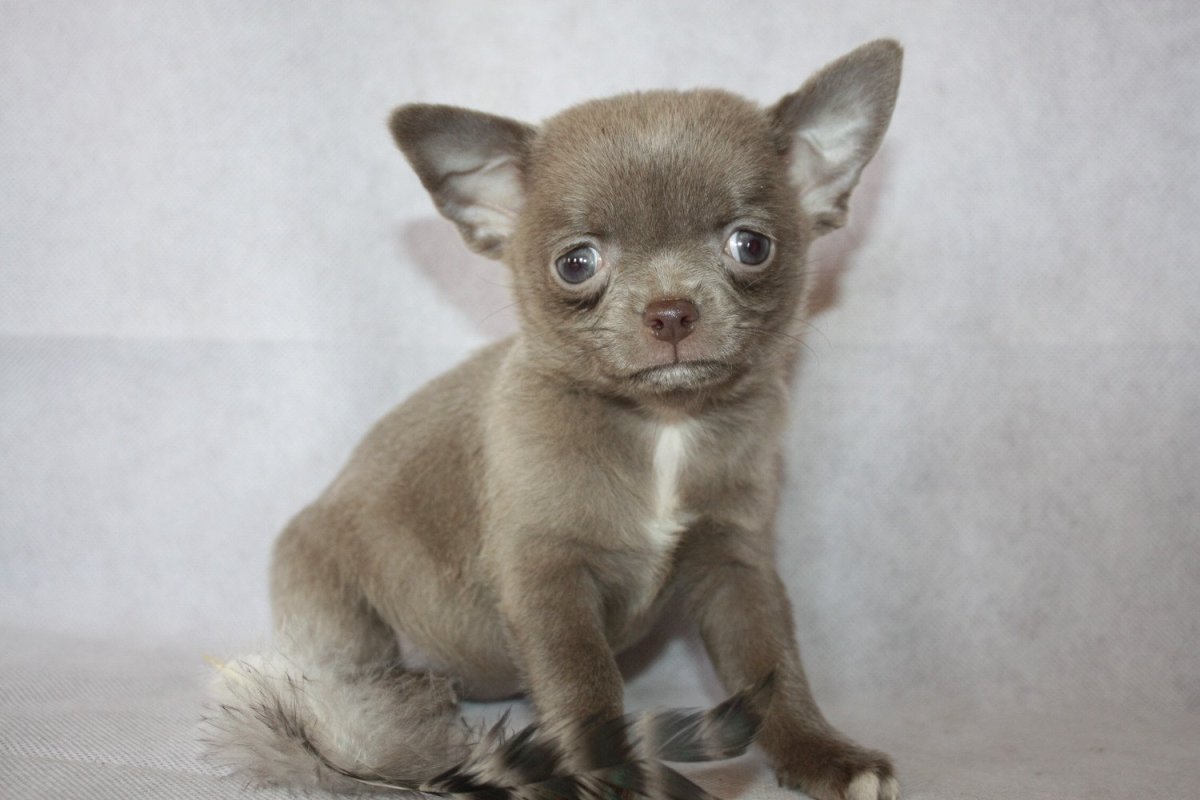 Чихуахуа лиловый гладкошерстный