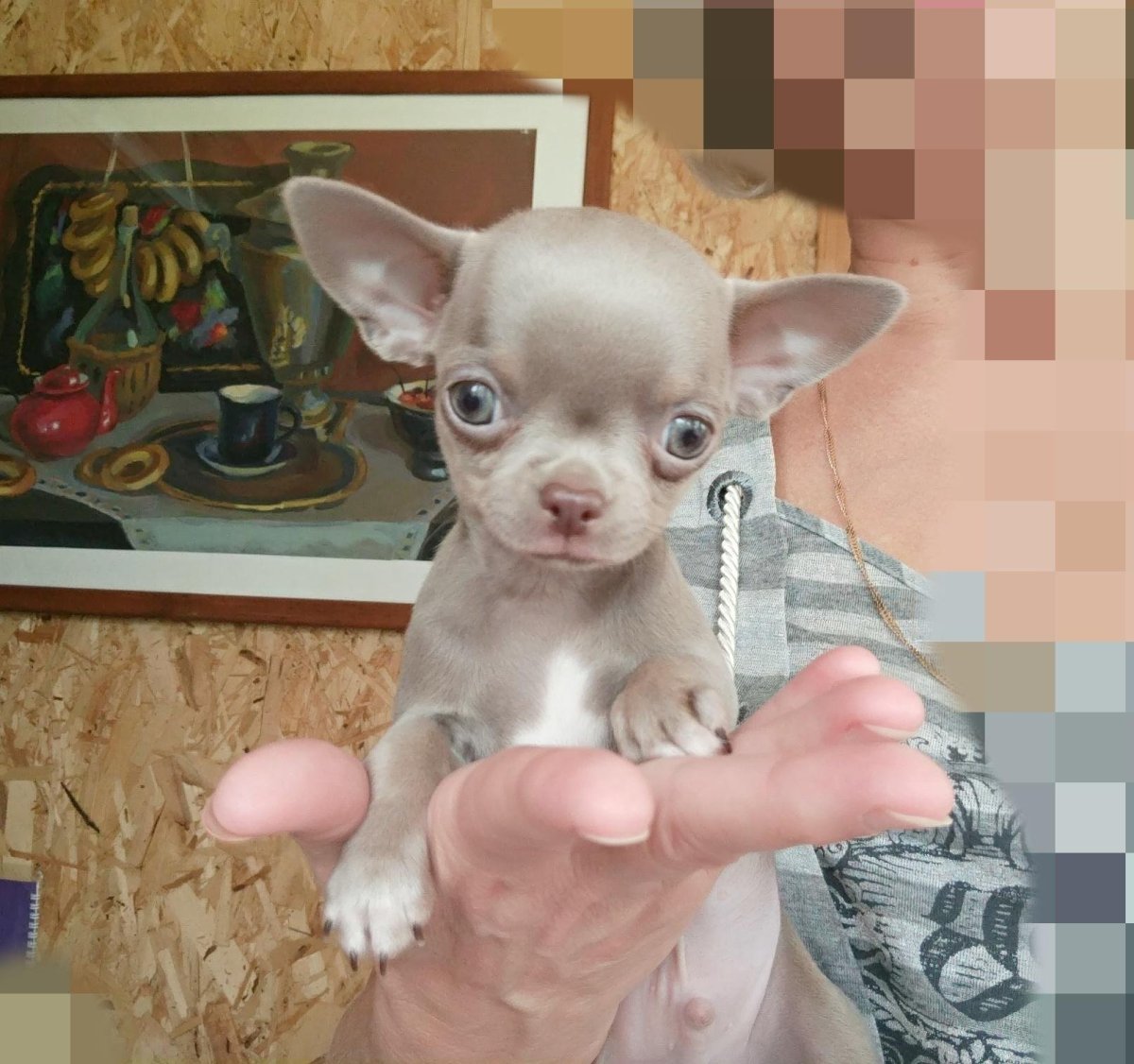 Лилово подпалый чихуахуа