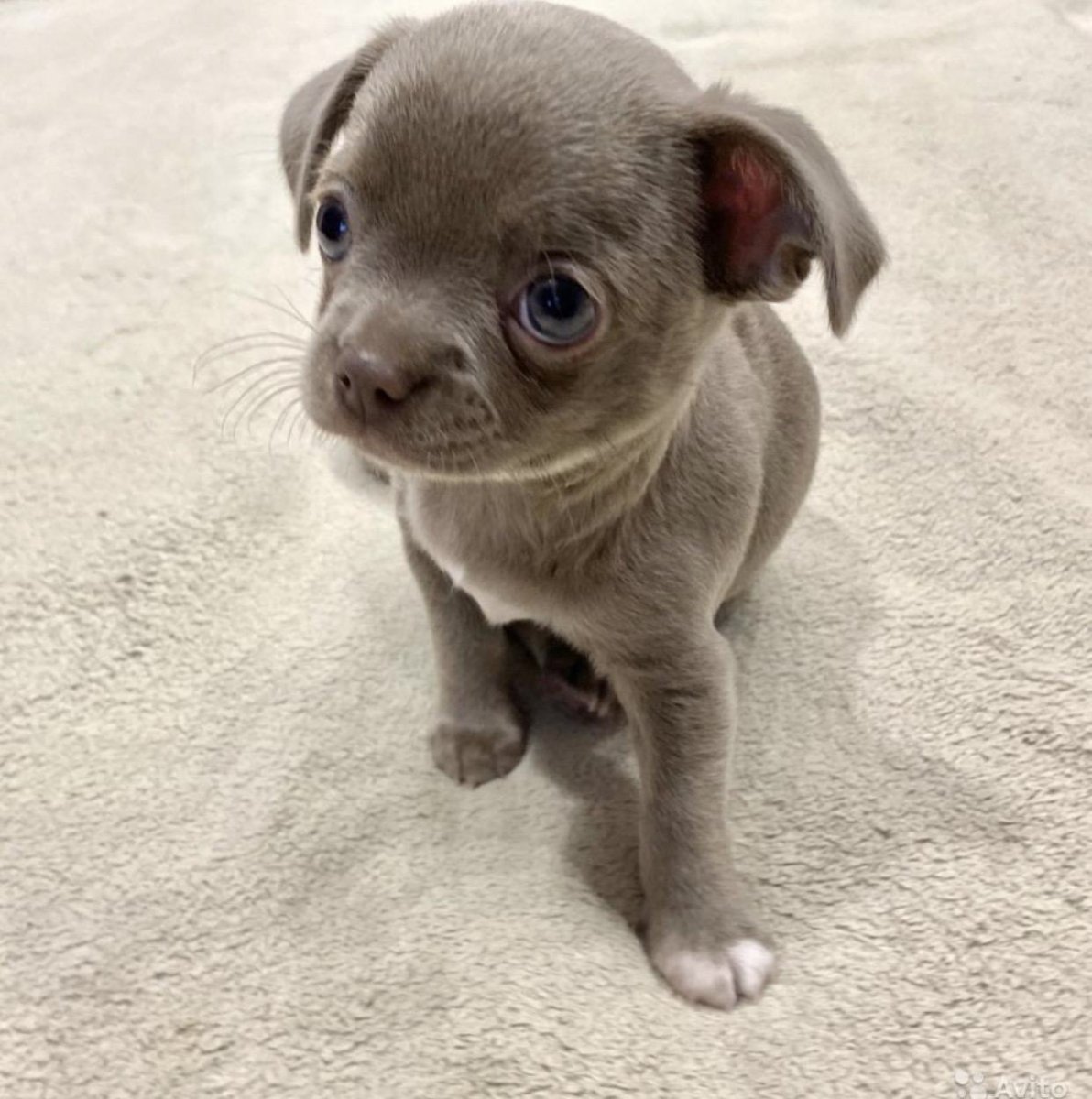 Лиловый чихуахуа