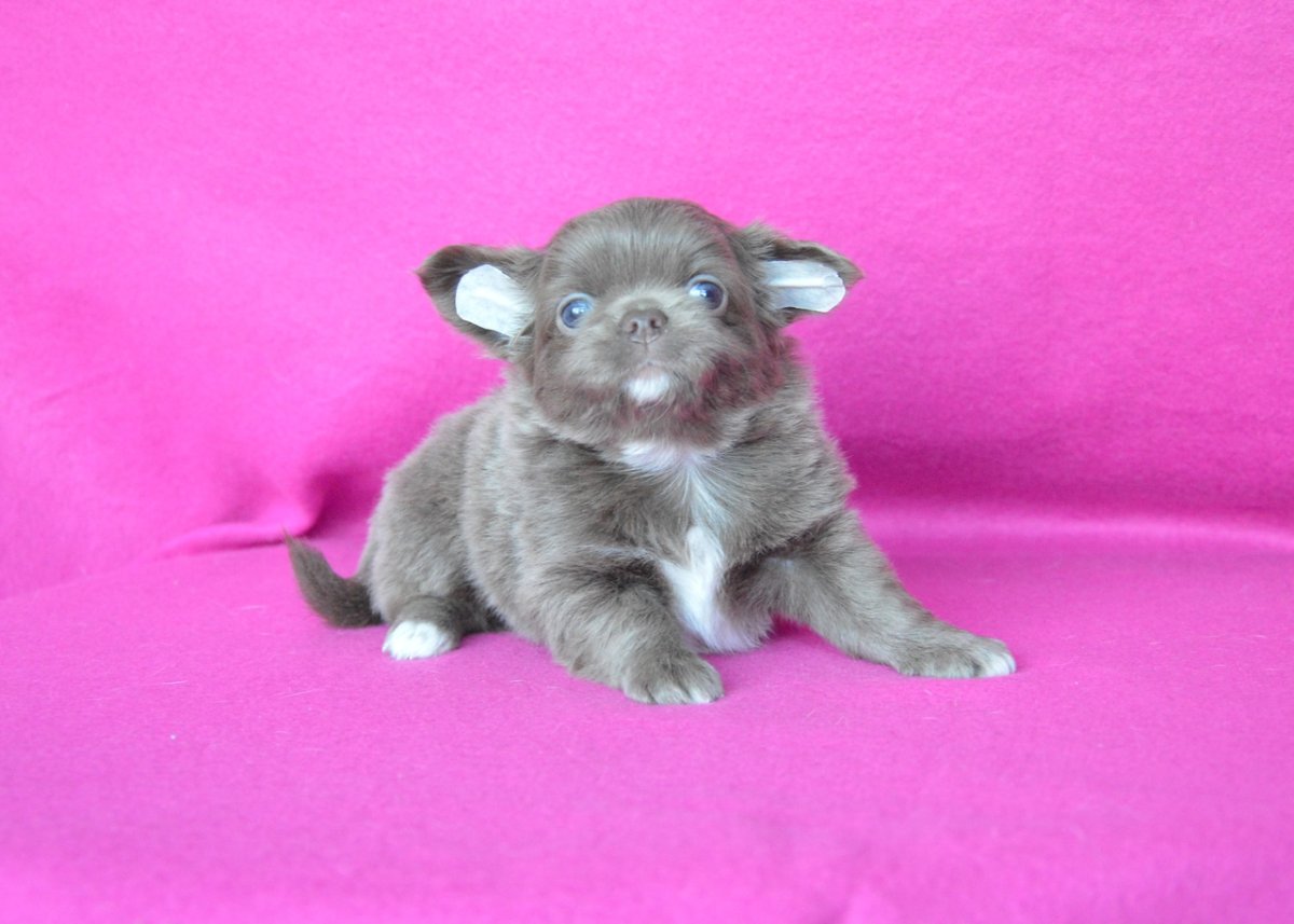 Питомник чихуахуа Алегриа Виктори