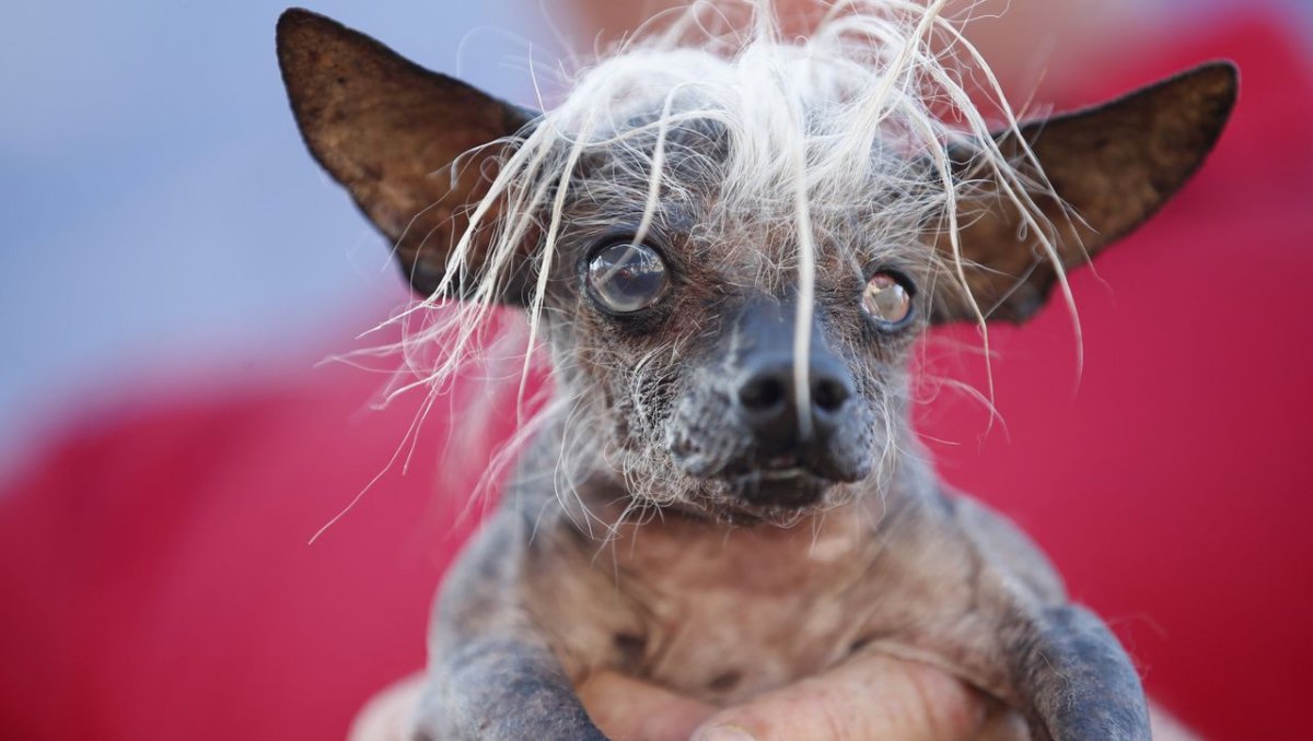 Китайская хохлатая чихуахуа Элвуд