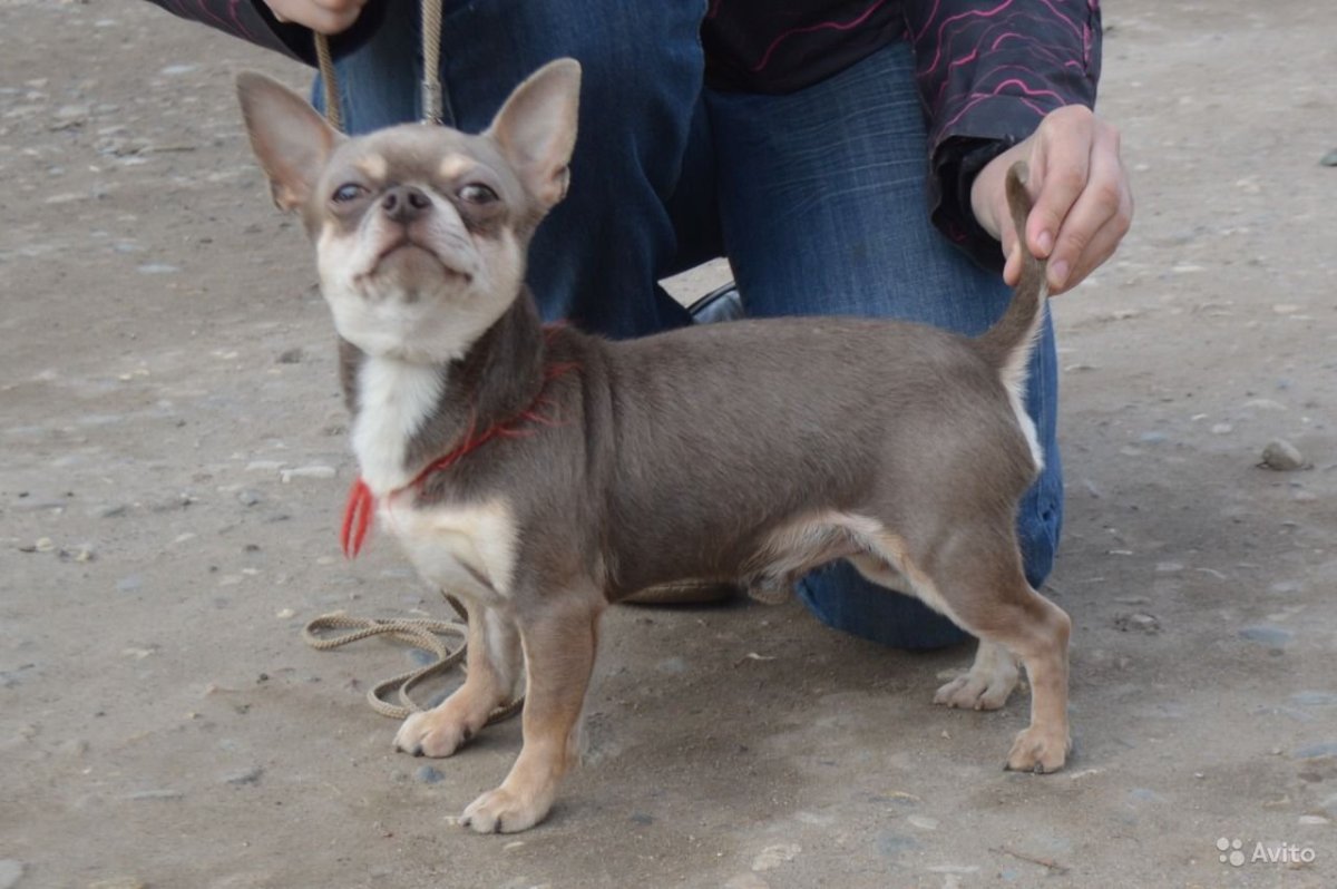 Голубо подпалый чихуахуа