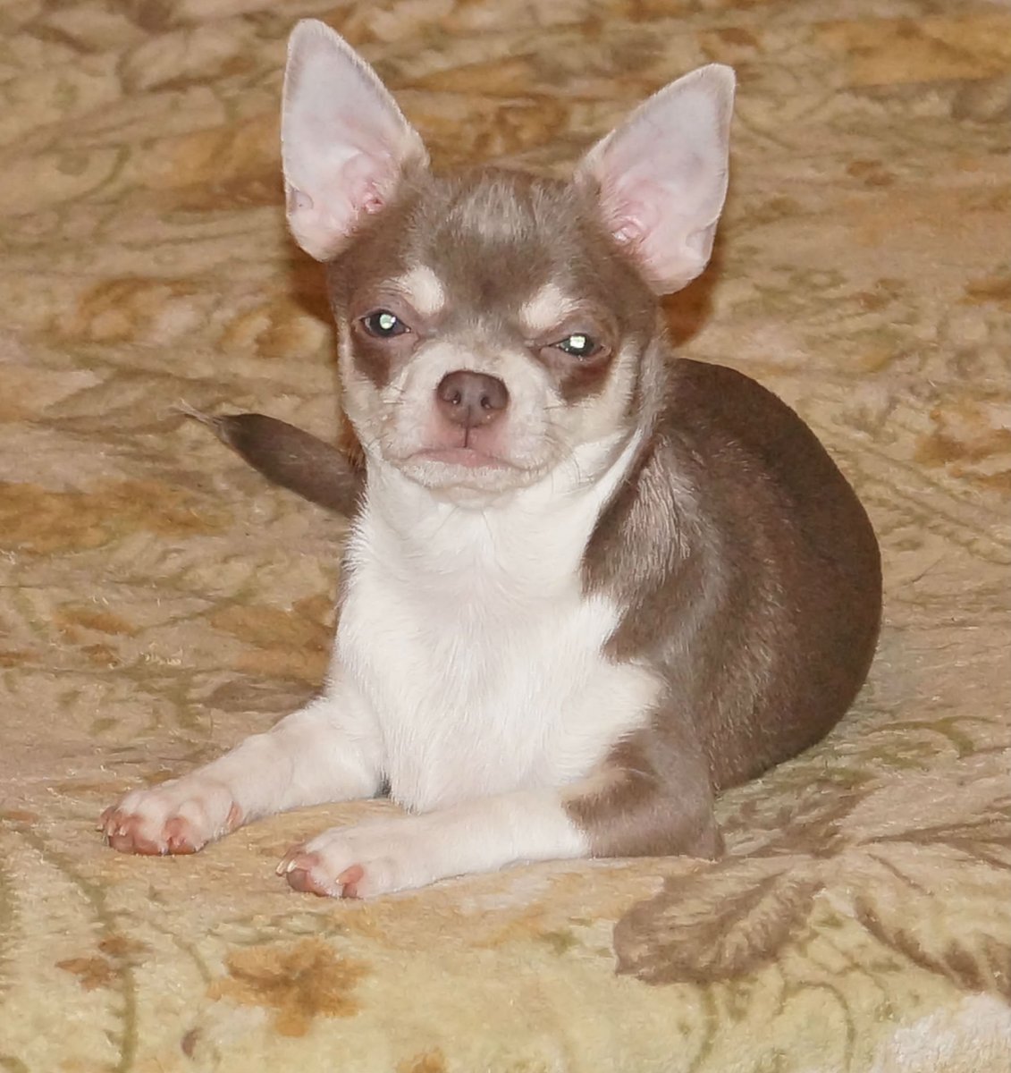 Лиловый с подпалом чихуахуа