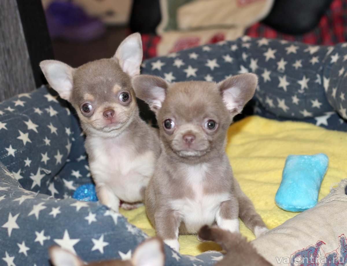 Чихуахуа кобби голубой