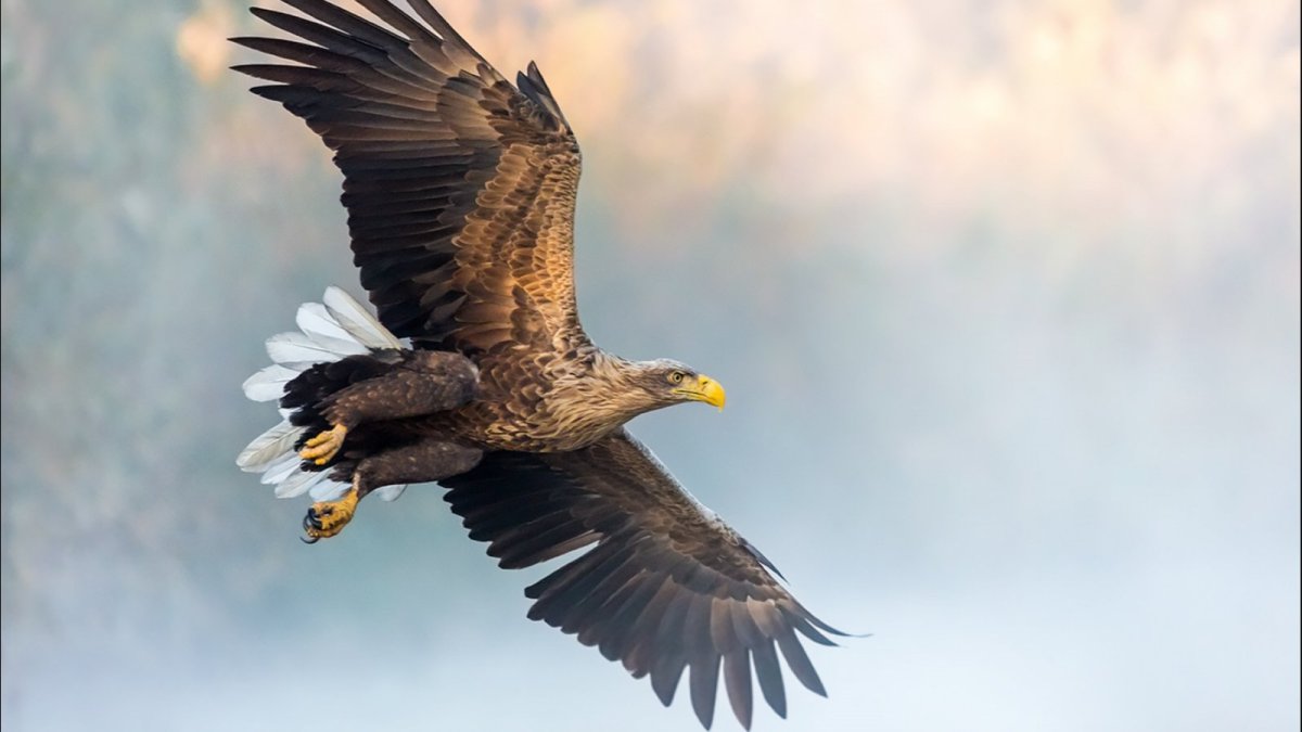 Орлан-белохвост Haliaeetus albicilla