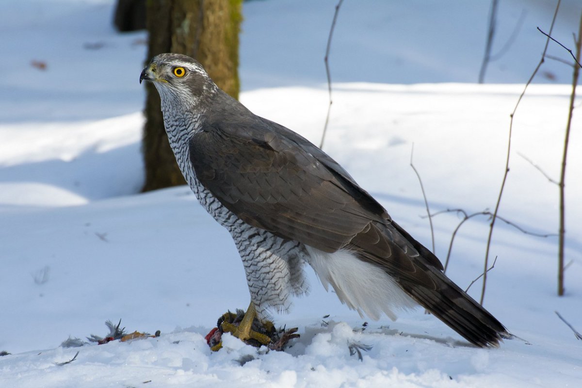 Беркут Сапсан Халзан