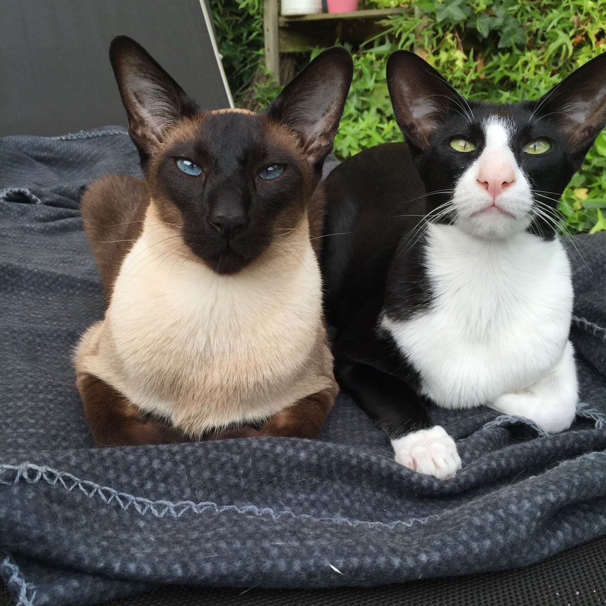 Сиамская Ориентальная кошка