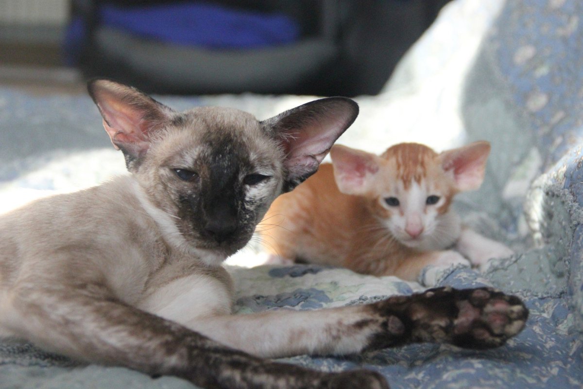 Сиамская Ориентальная кошка