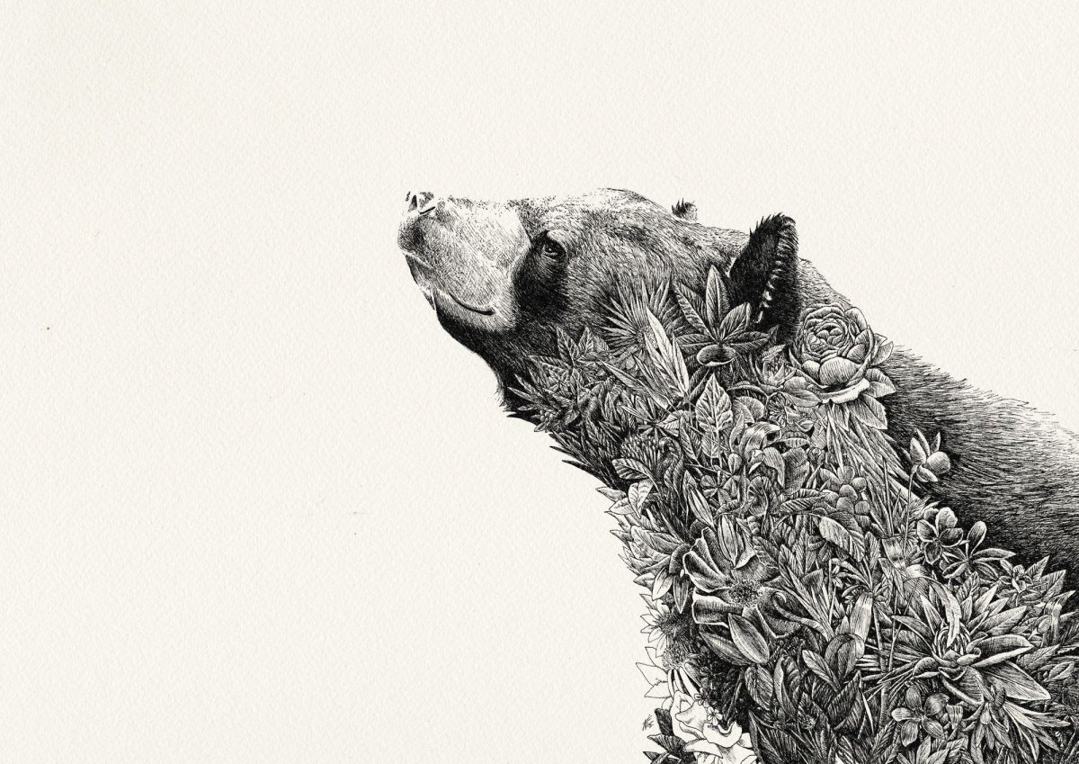 Медведь в графике