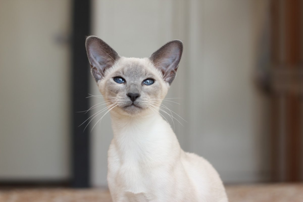 Балинез Ориентал