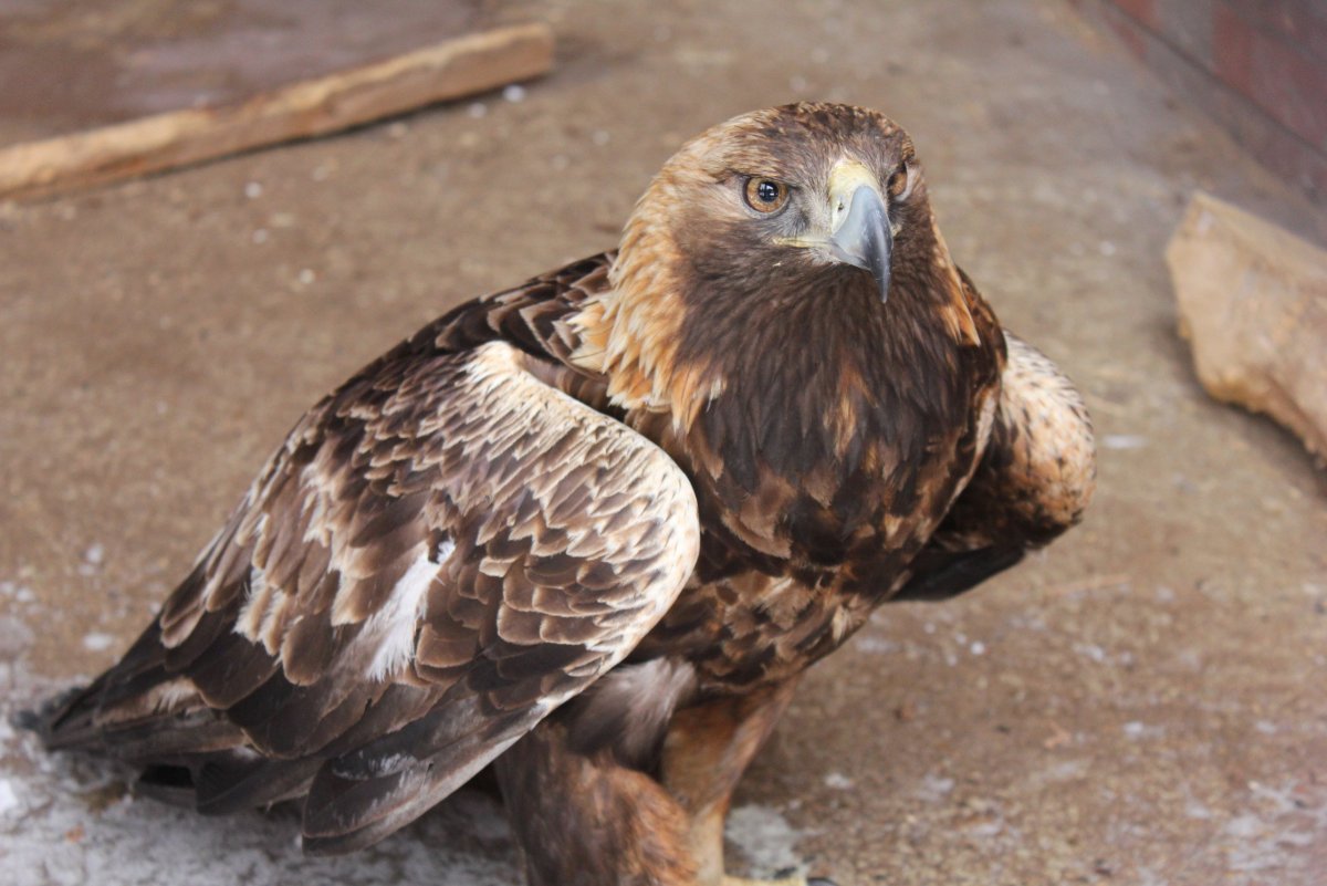 Беркут птица Удмуртия