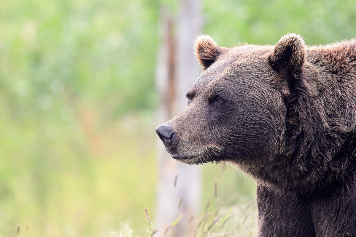 Медведь Гризли