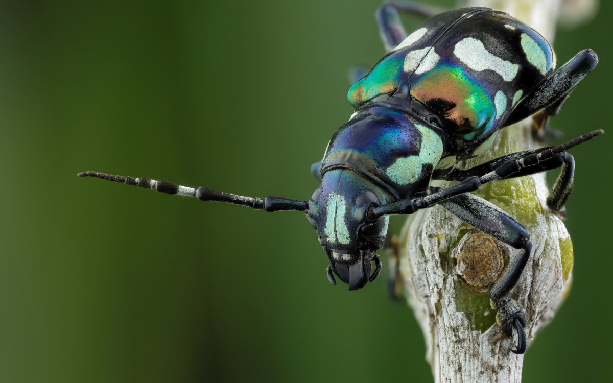 Капустник Жук