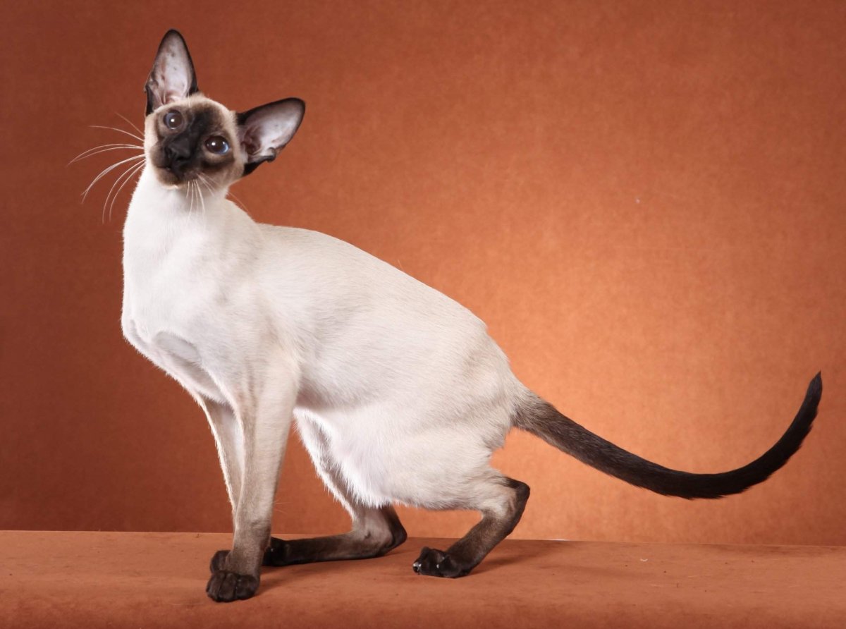 Сиамская кошка худая