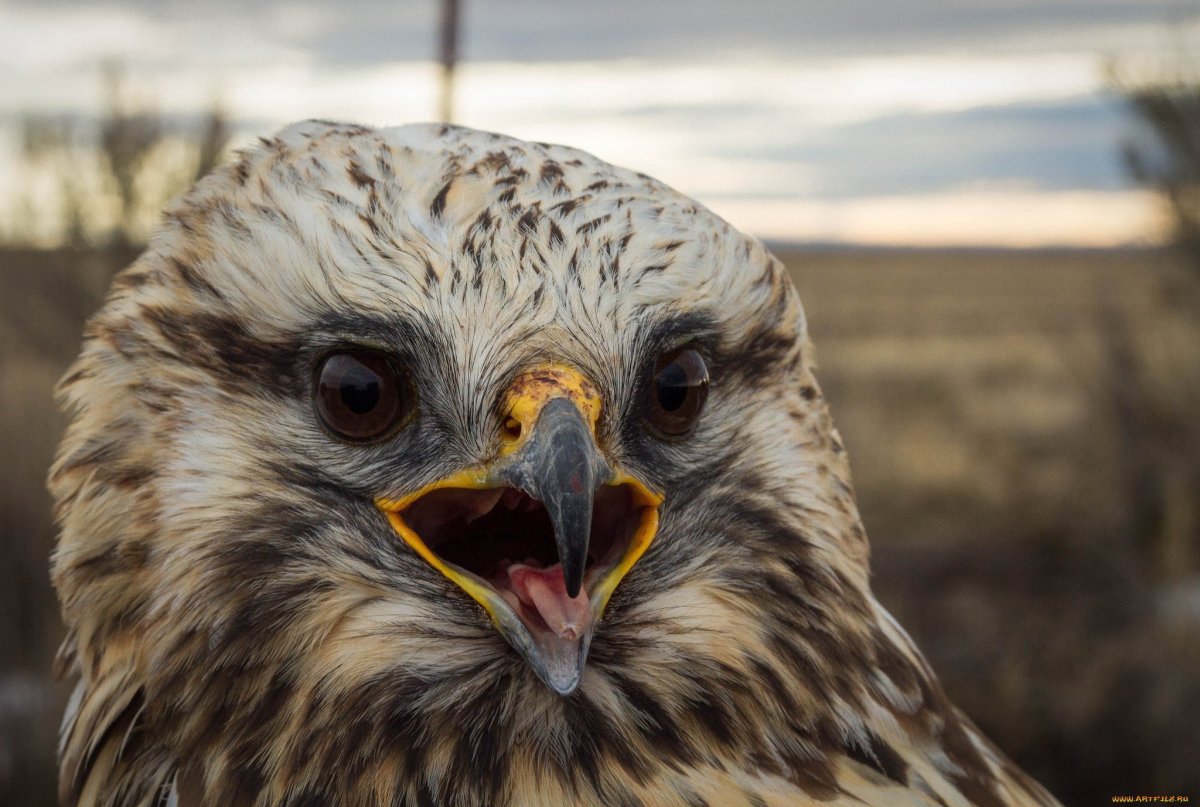 Хищные птицы Пермского края