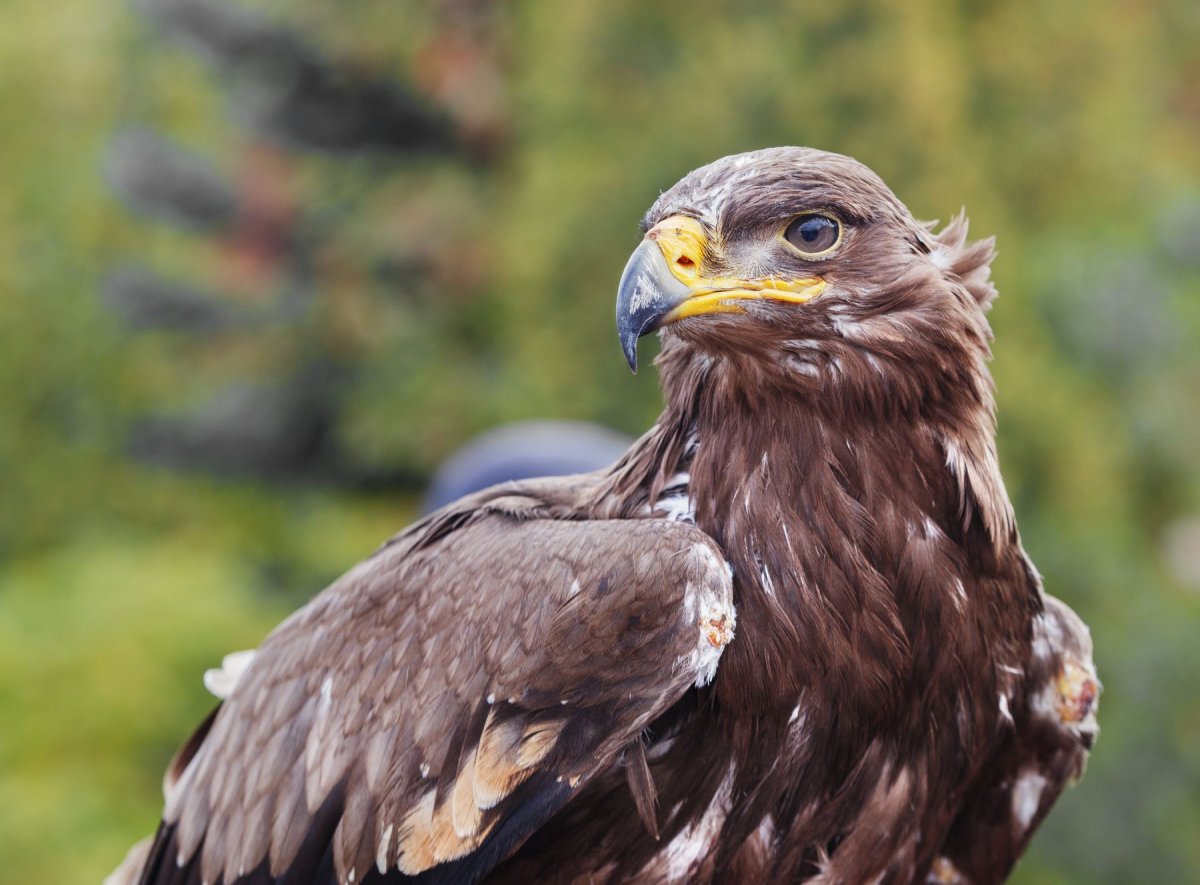 Хищные птицы ястреб Коршун