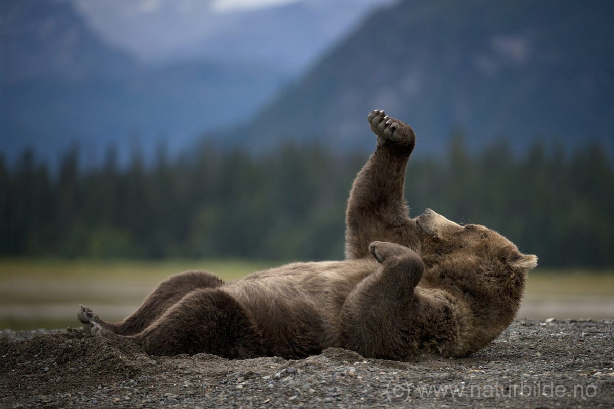 Медведь Гризли