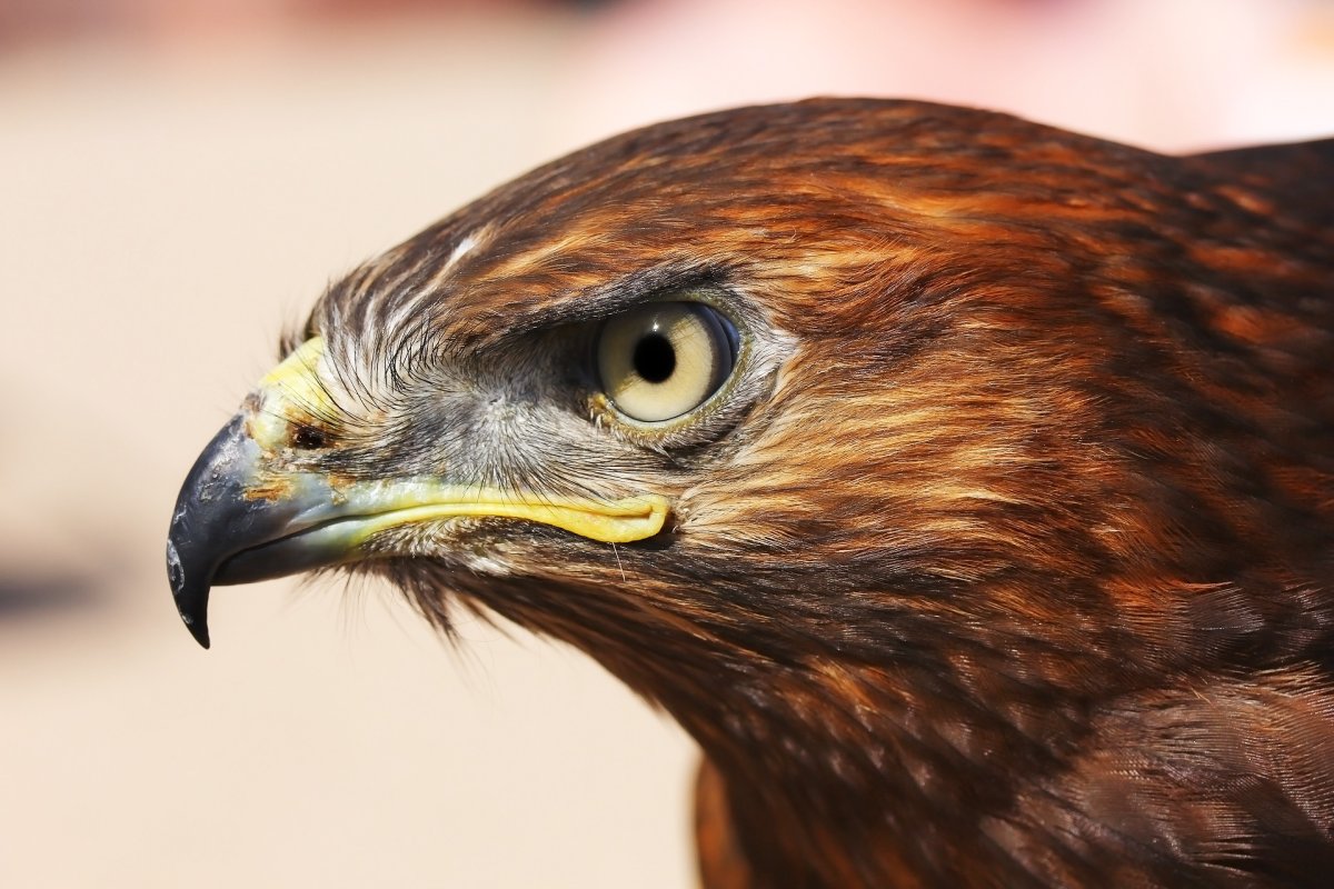 Томас Блайт ястреб