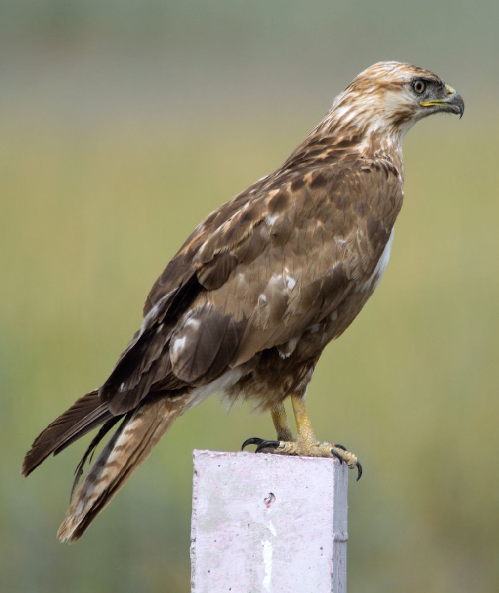 Сокол Сапсан