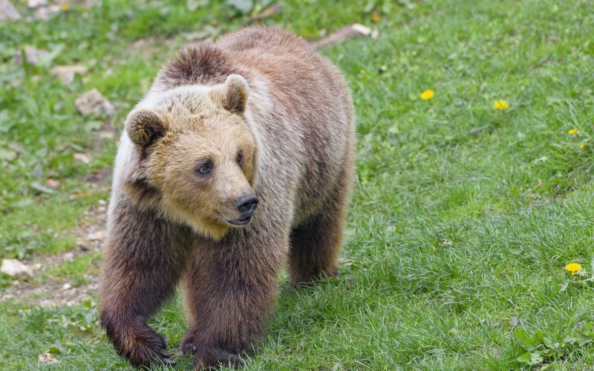 Выдающиеся звери медведь