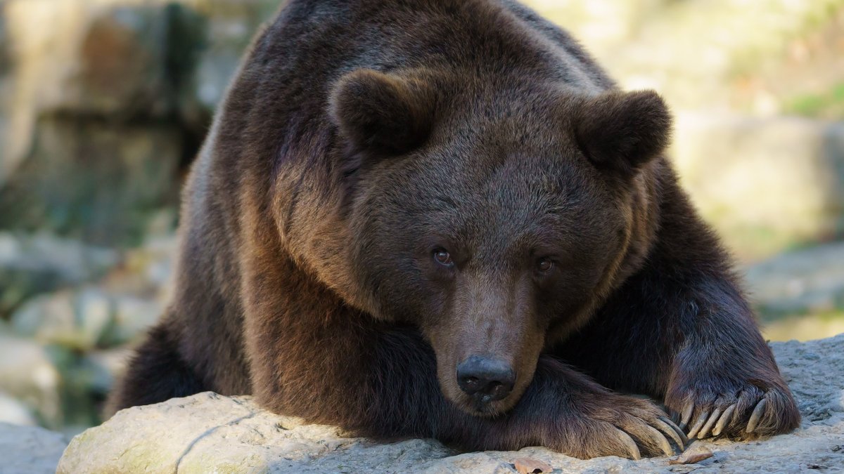 Медведь Гризли