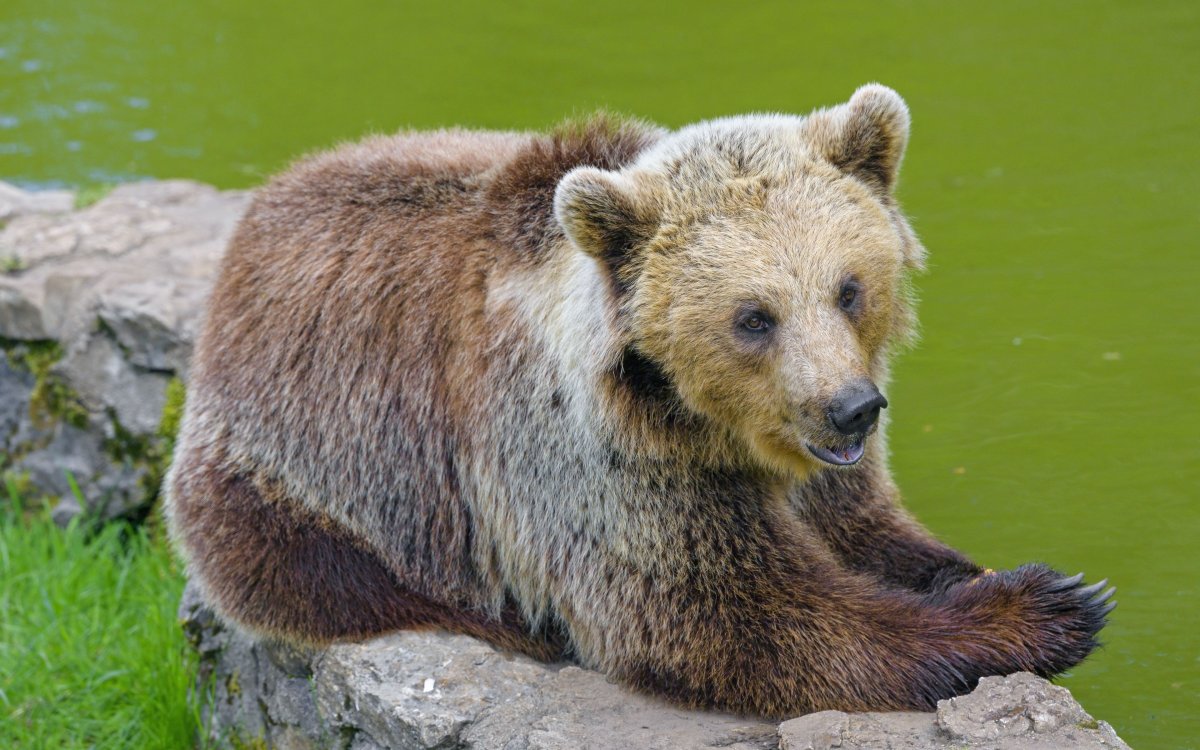 Медведь обои