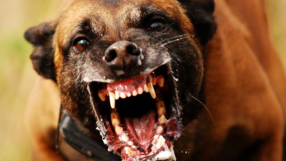 Собачий оскал