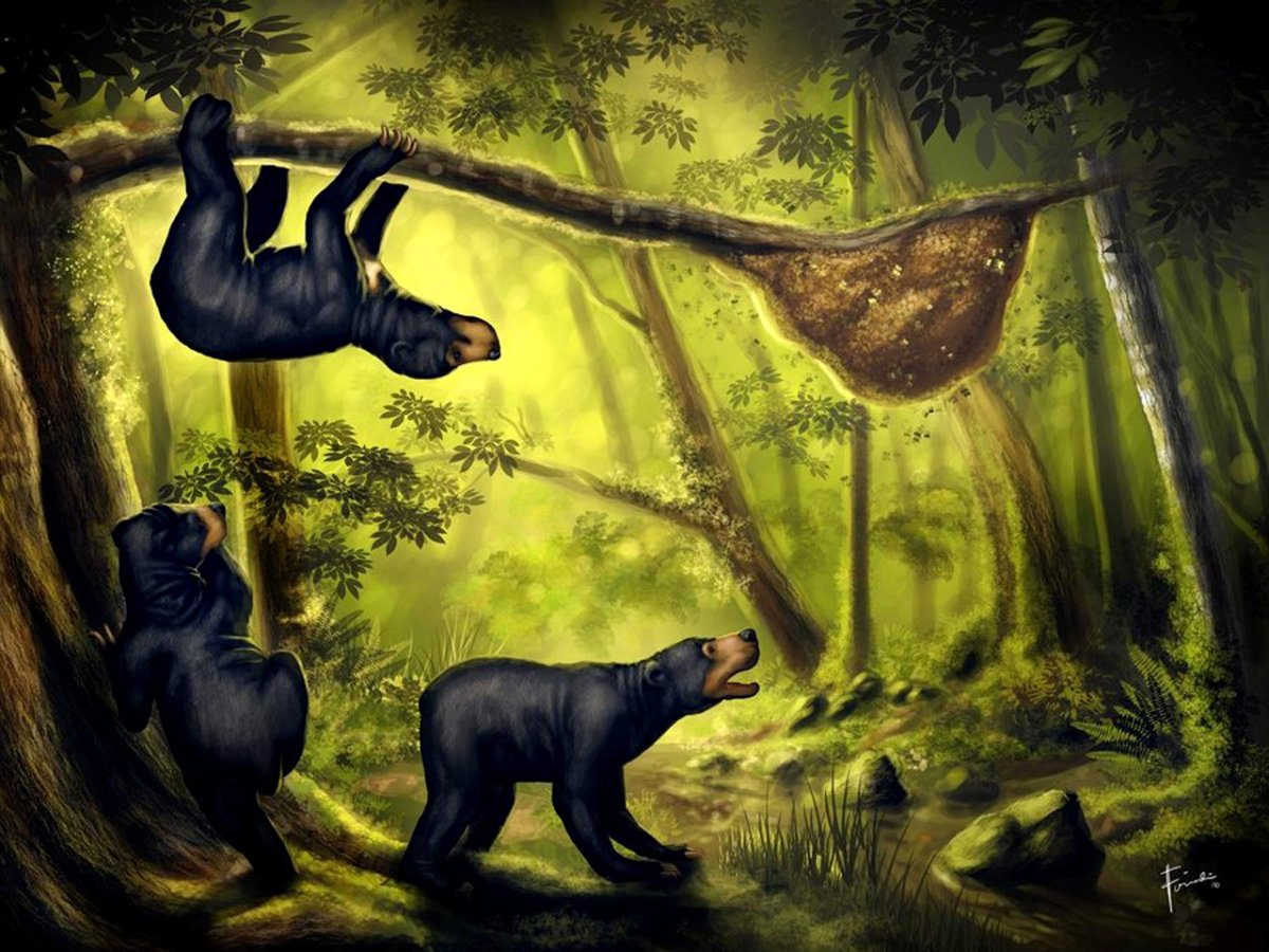 3д обои медведь