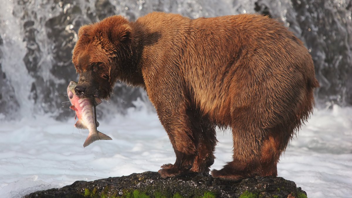 Берингийский медведь