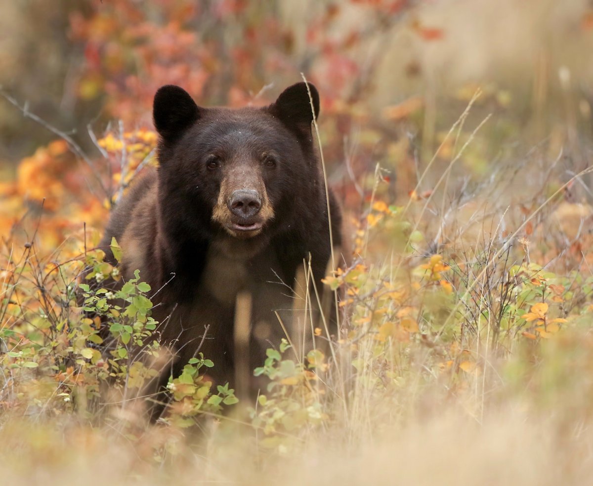Гризли бурый медведь и Барибал