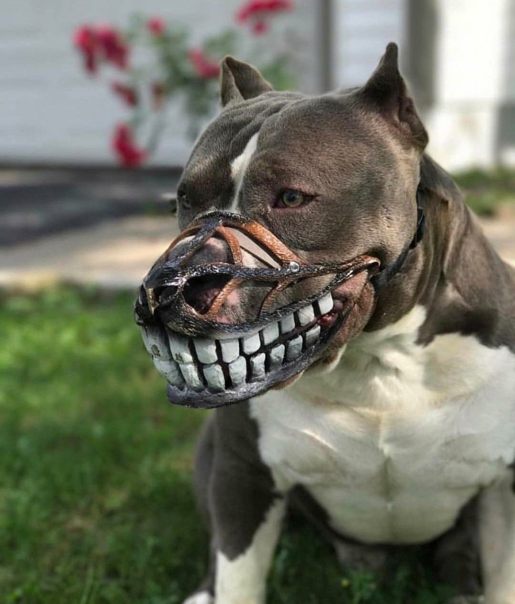 Стаффордширский бультерьер оскал