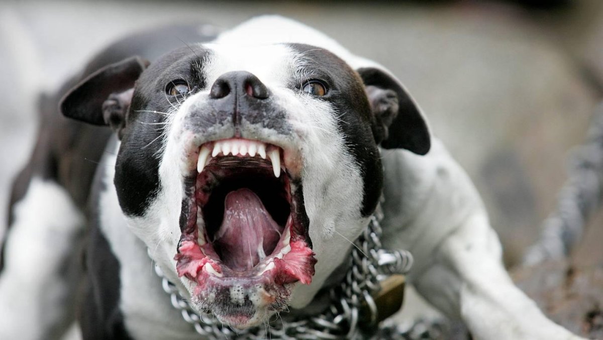 Стаффордширский терьер лает