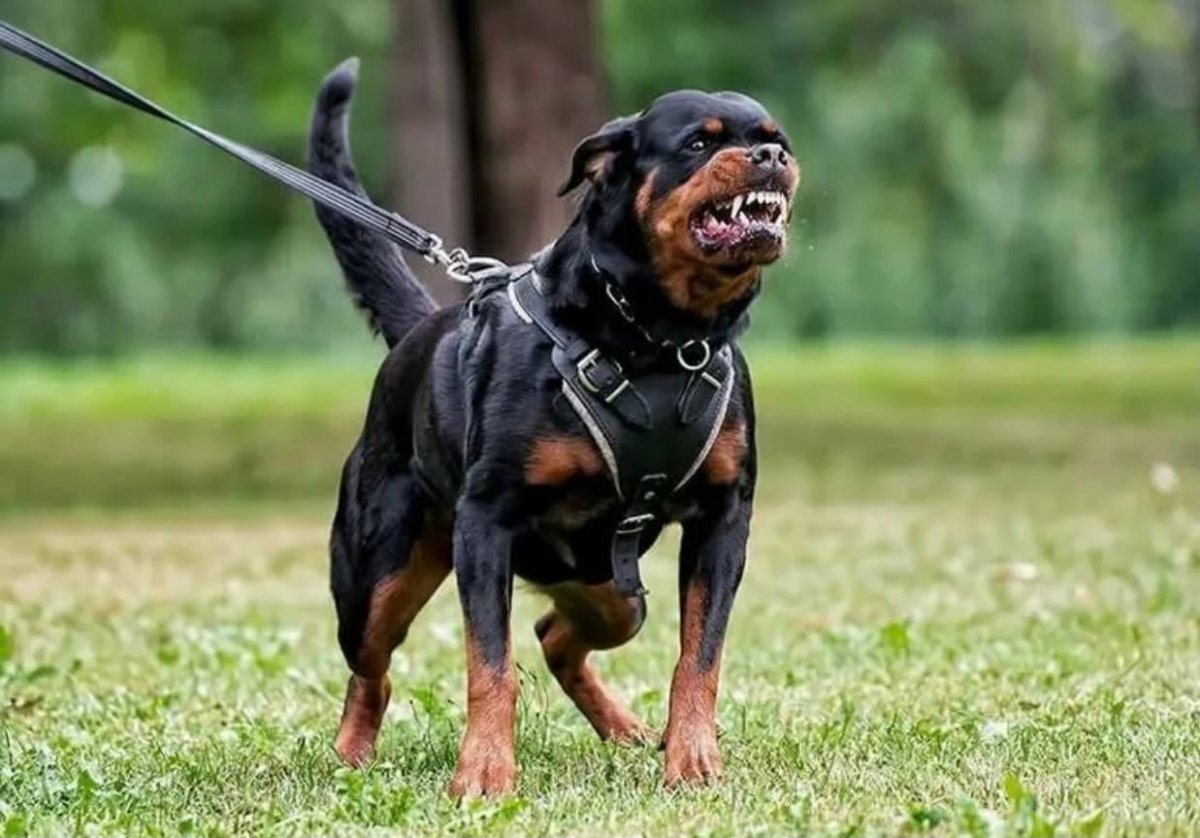 Ротвейлер Бьюдель