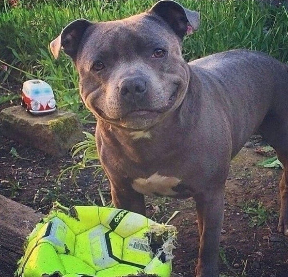 Прогулка с питбулем