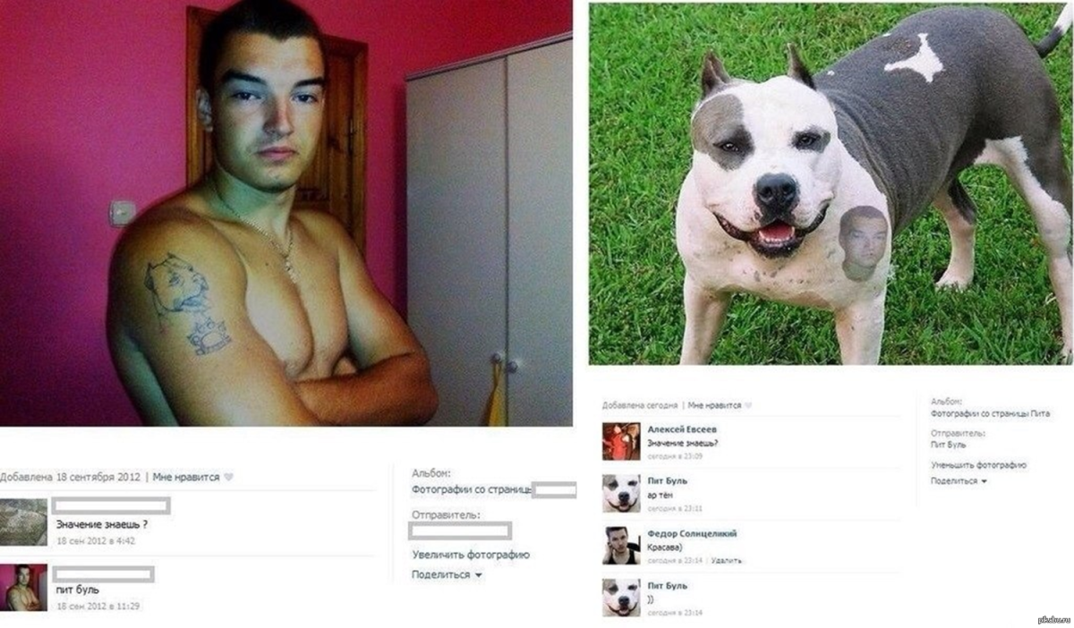 Парень в маске с питбулем