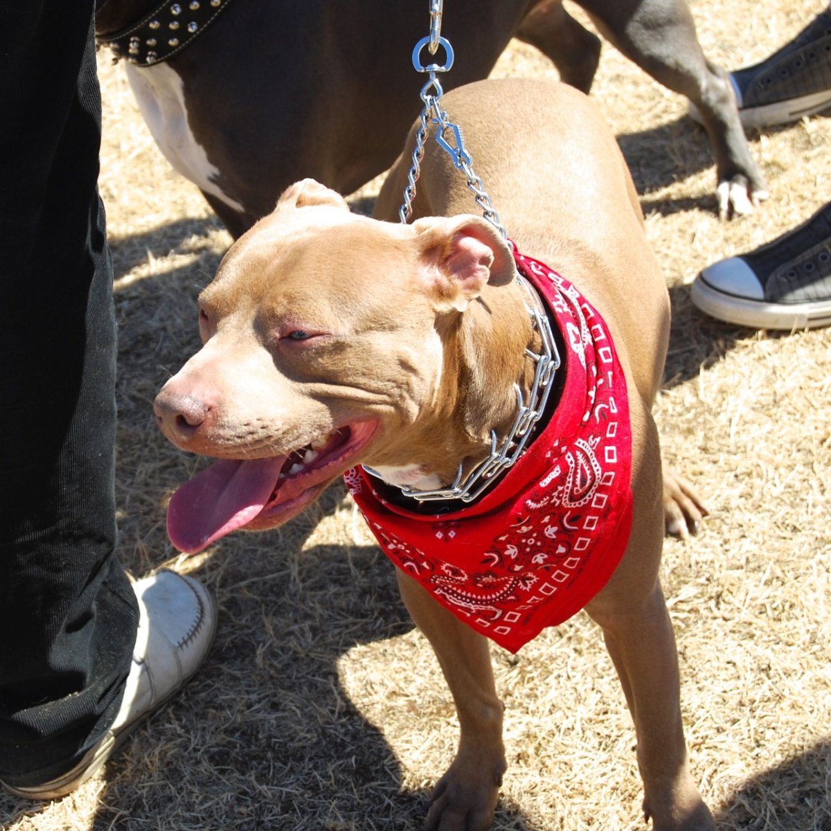 Стафф и питбуль