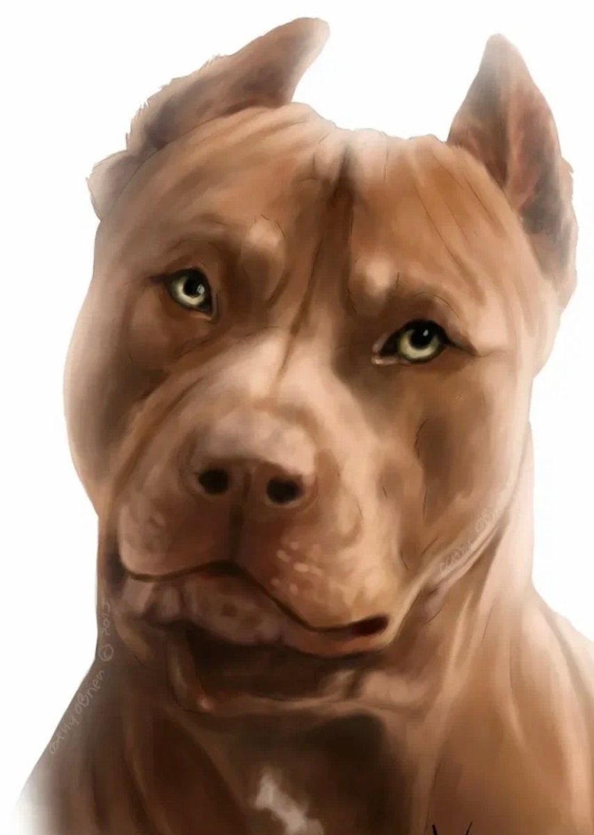 Американский бандог терьер