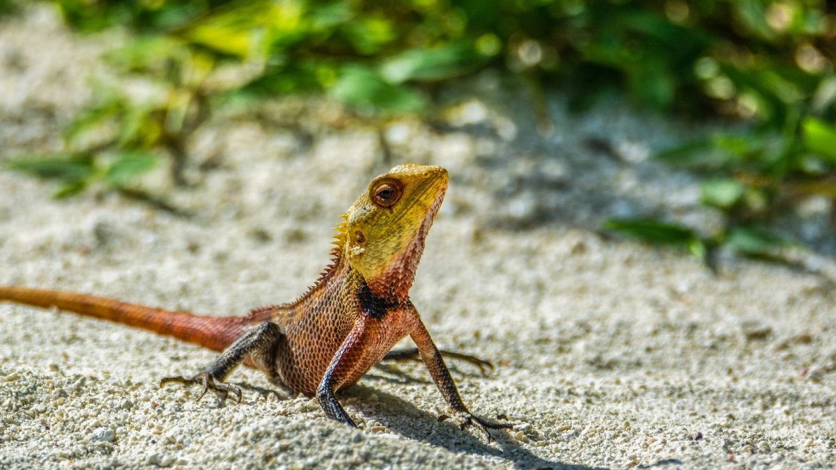 Ящерицы на Мальдивах