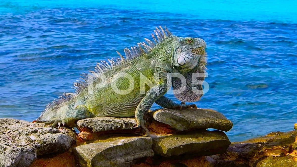 Морской Варан