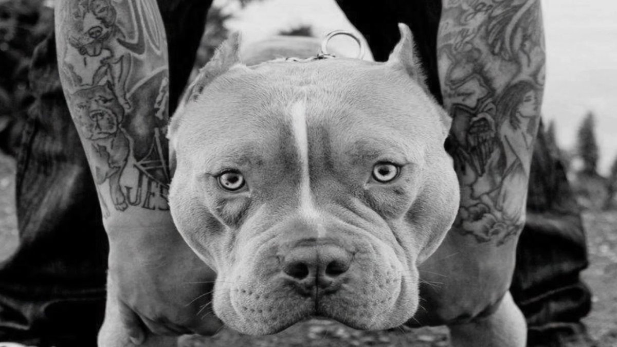 Питбуль американский стаффордширский