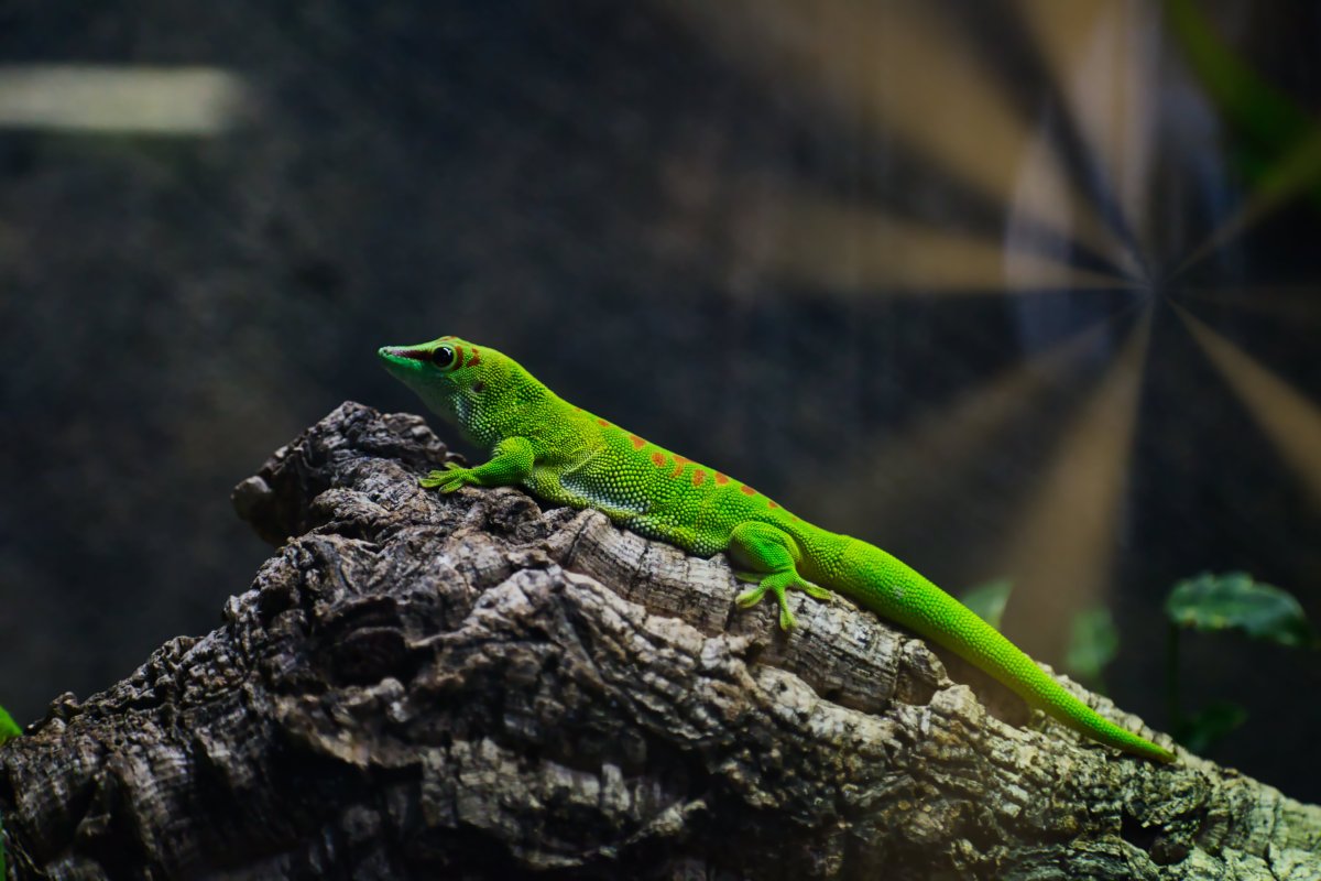 Ящерицы на Мальдивах