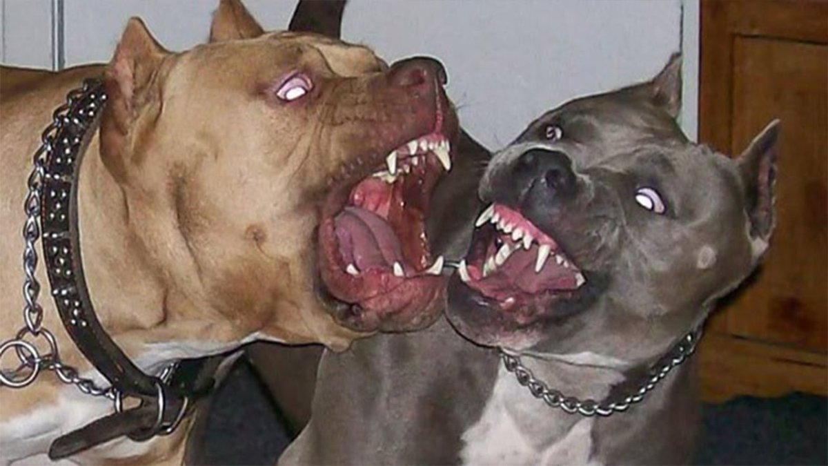 Страшно смешная собака