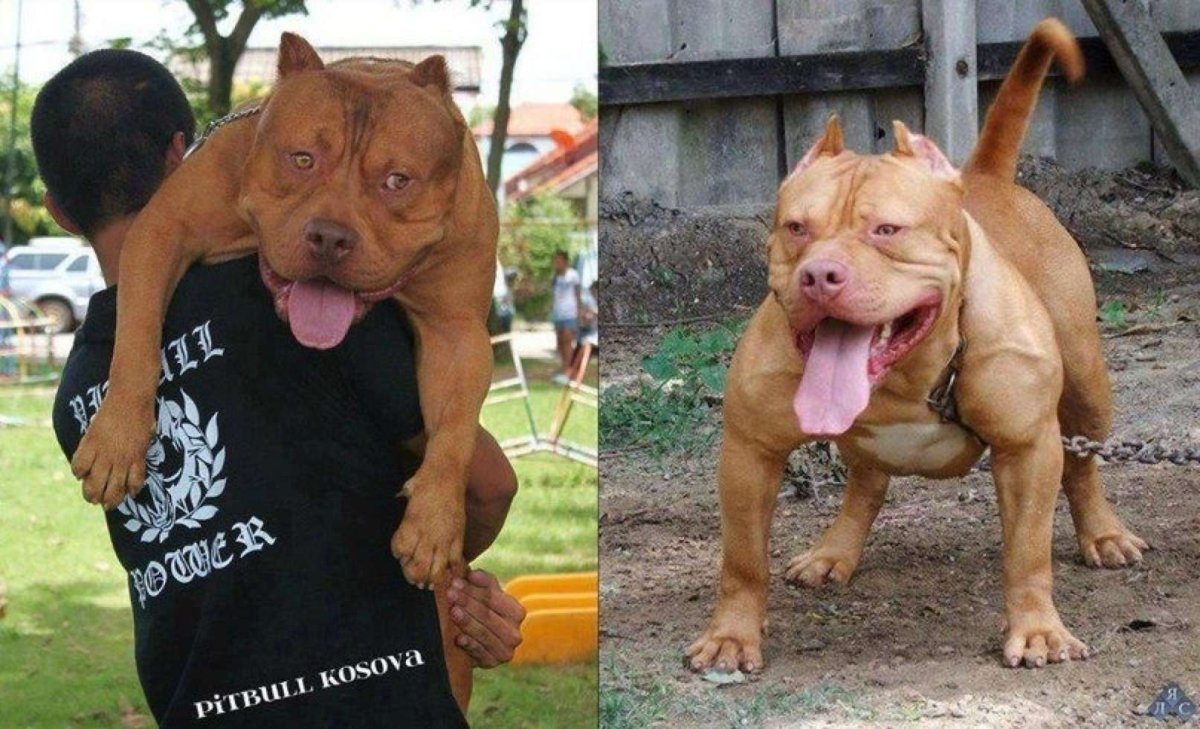 Фото удивлённых питбулей