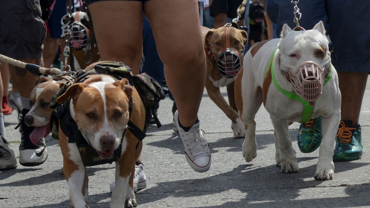 Американский булли покет