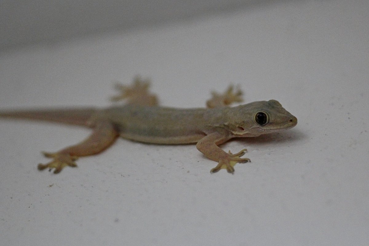 Ящерка круглоголовка