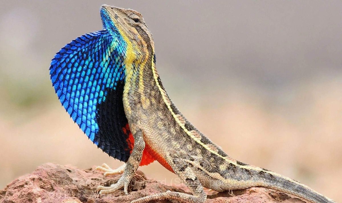 Сверчки для ящериц