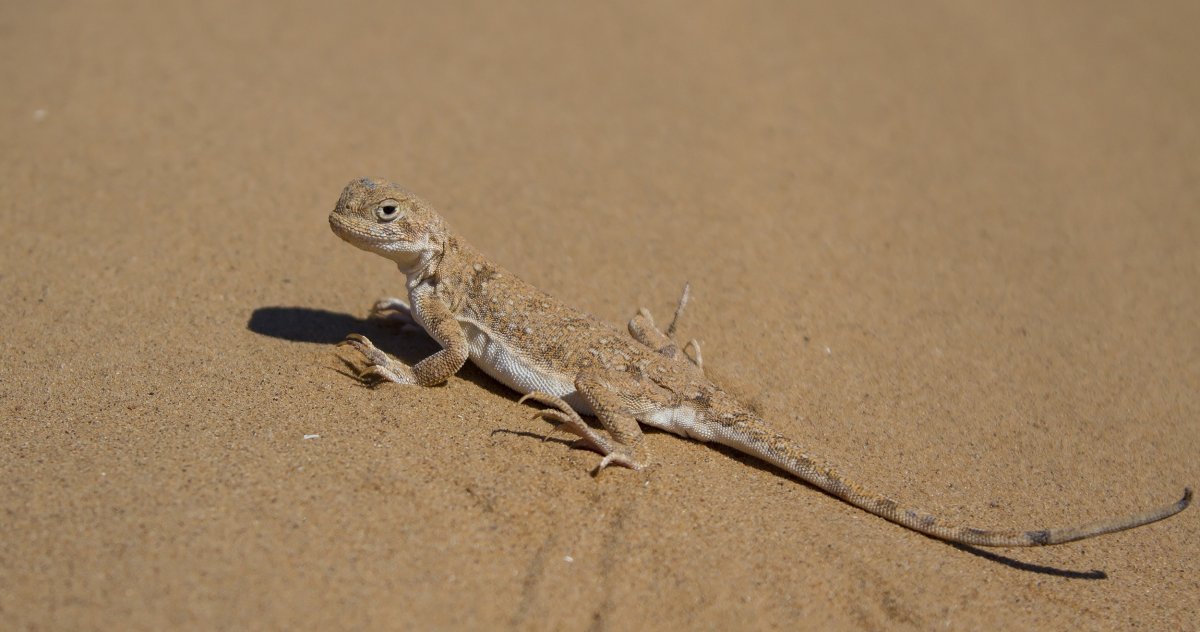 Лопастехвостые Гекконы