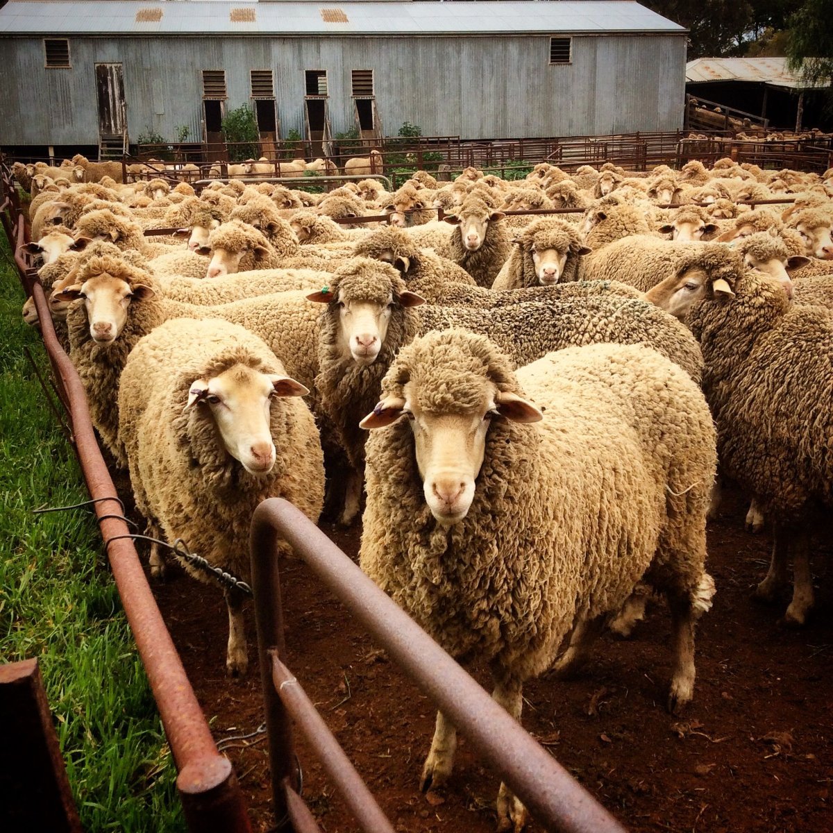 Овцы в Австралии