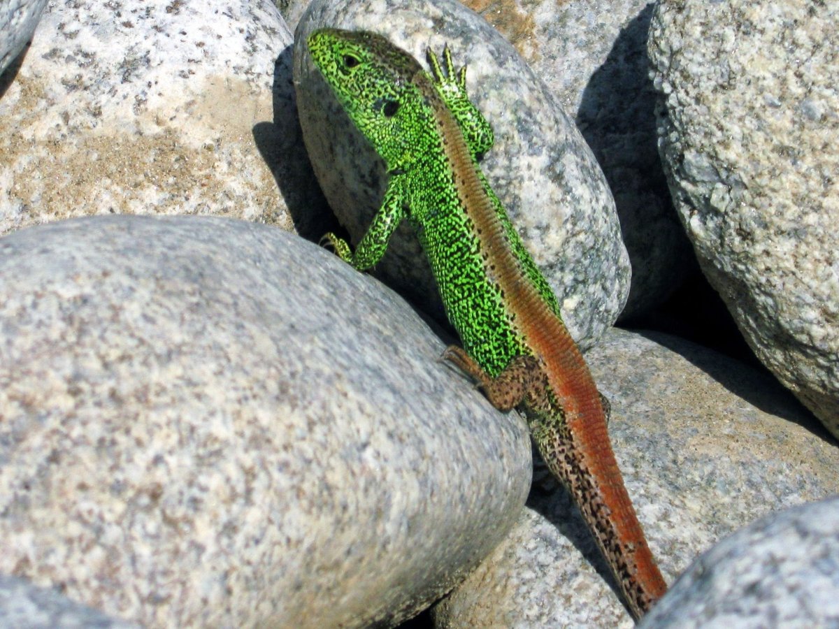 Ошейниковая игуана