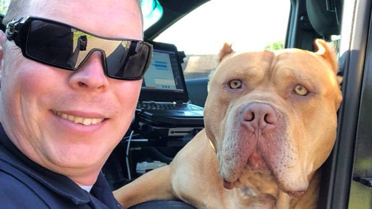 Толстый питбуль